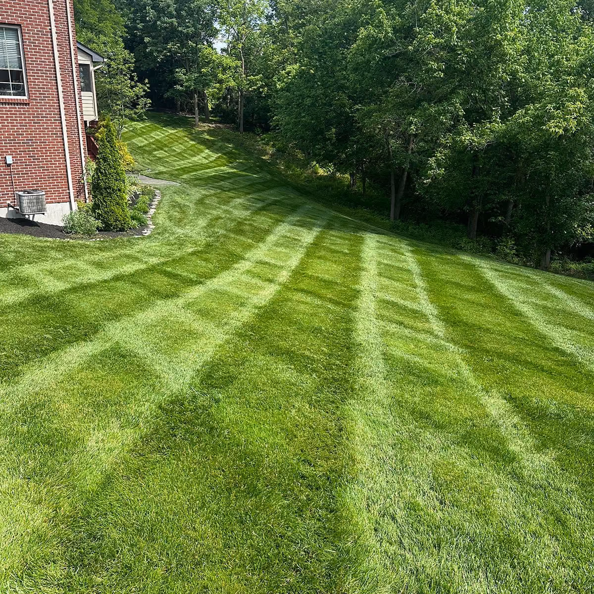 Freshly mowed residential lawn maintained by the Triscapes lawn care team
