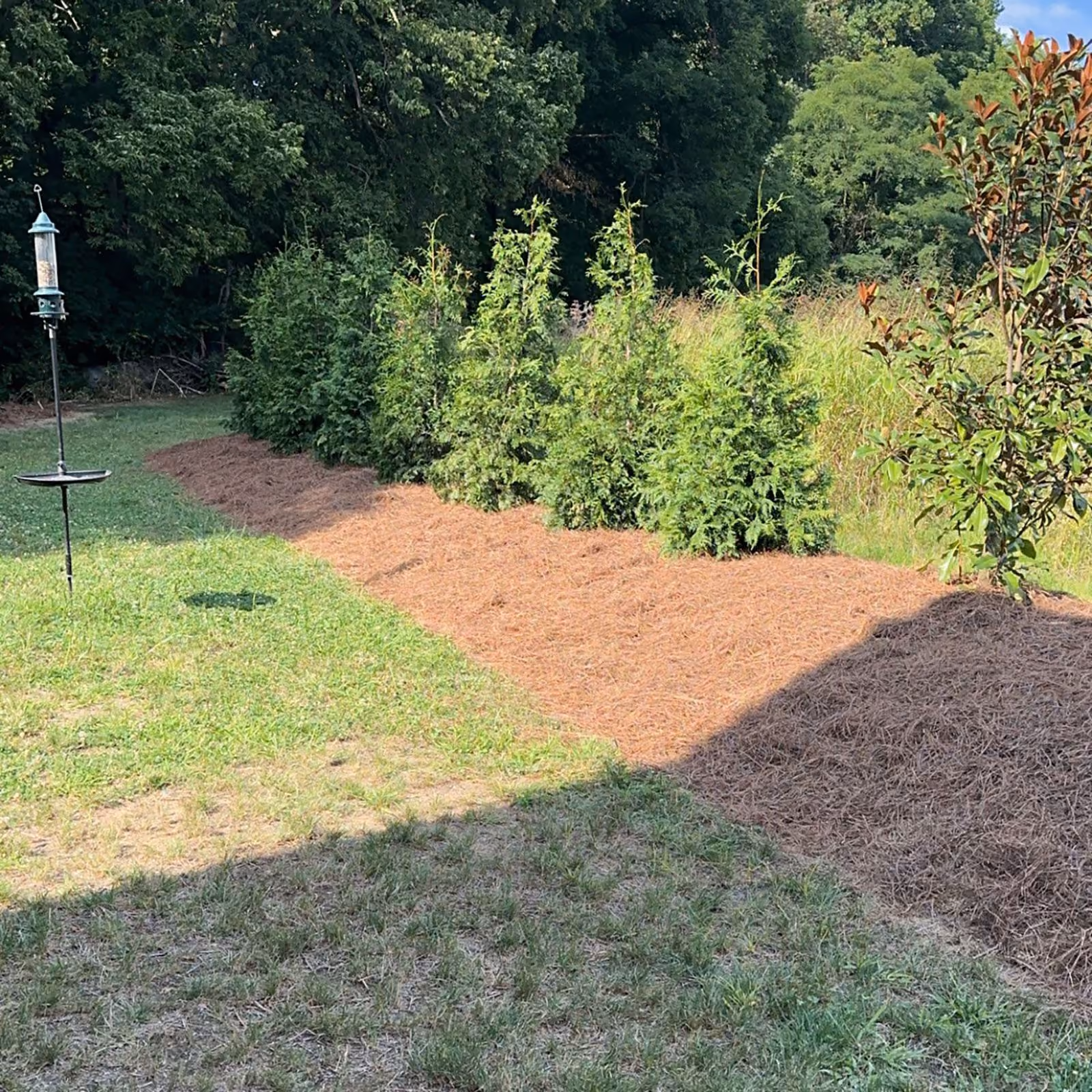Professional landscaping with privacy trees and decorative plant beds by Triscapes
