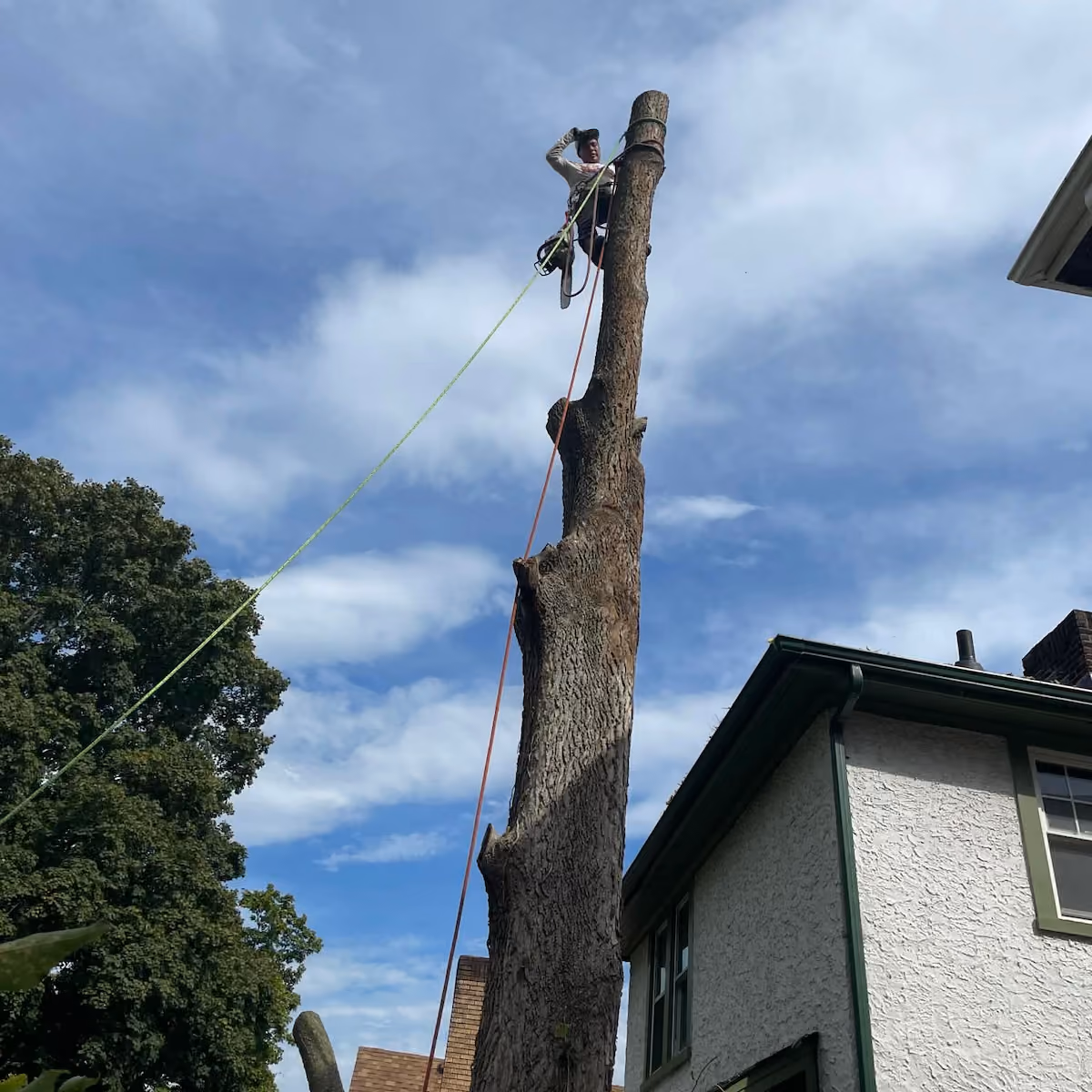 Tree trimming and branch removal by Triscapes for residential properties