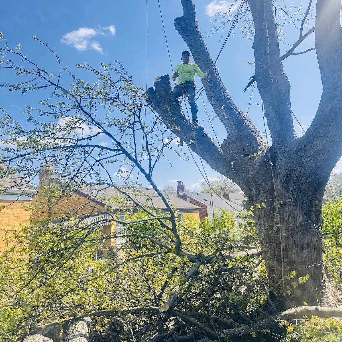 Triscapes tree trimming crew removing overgrown branches from mature trees