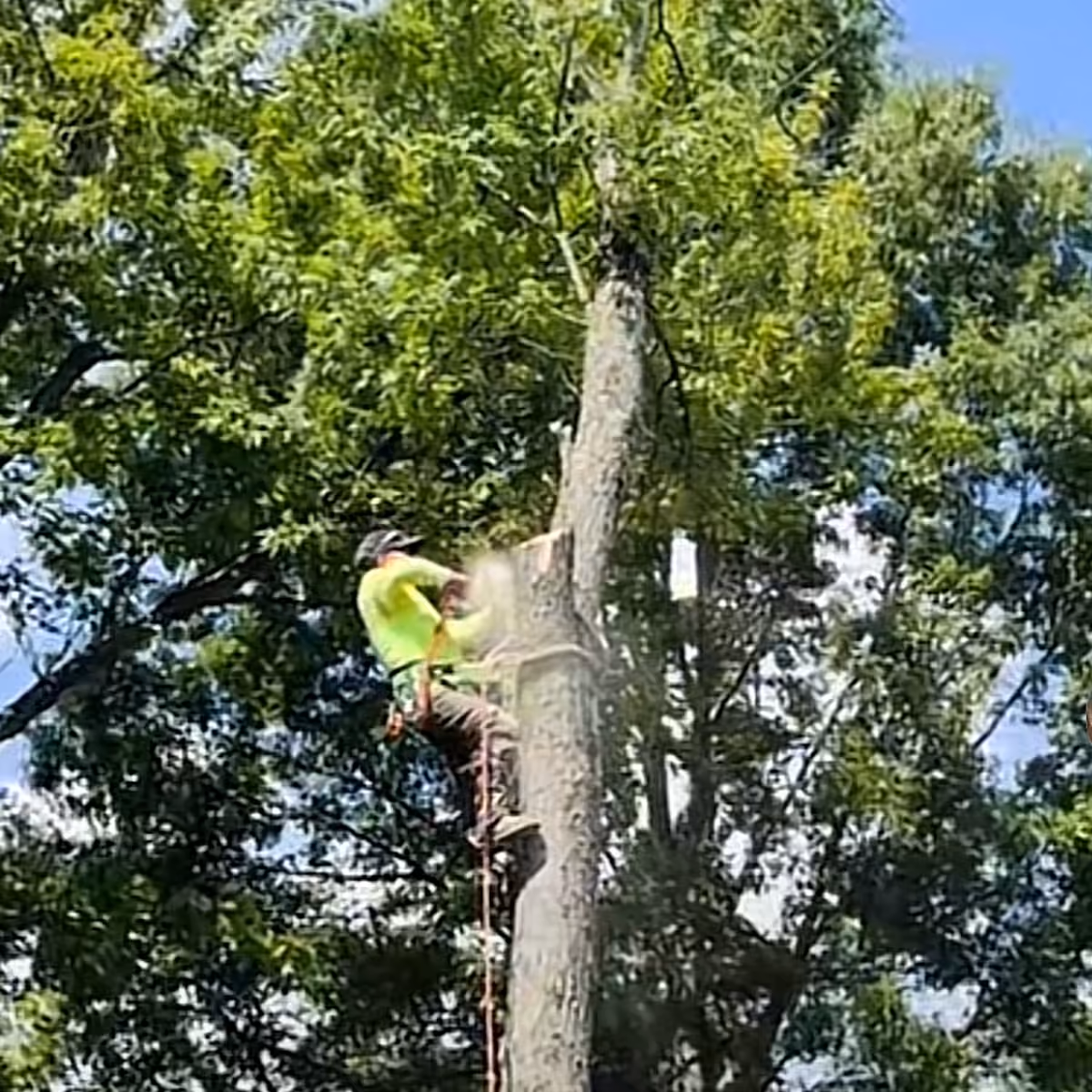 Professional tree pruning to improve safety, tree health, and curb appeal