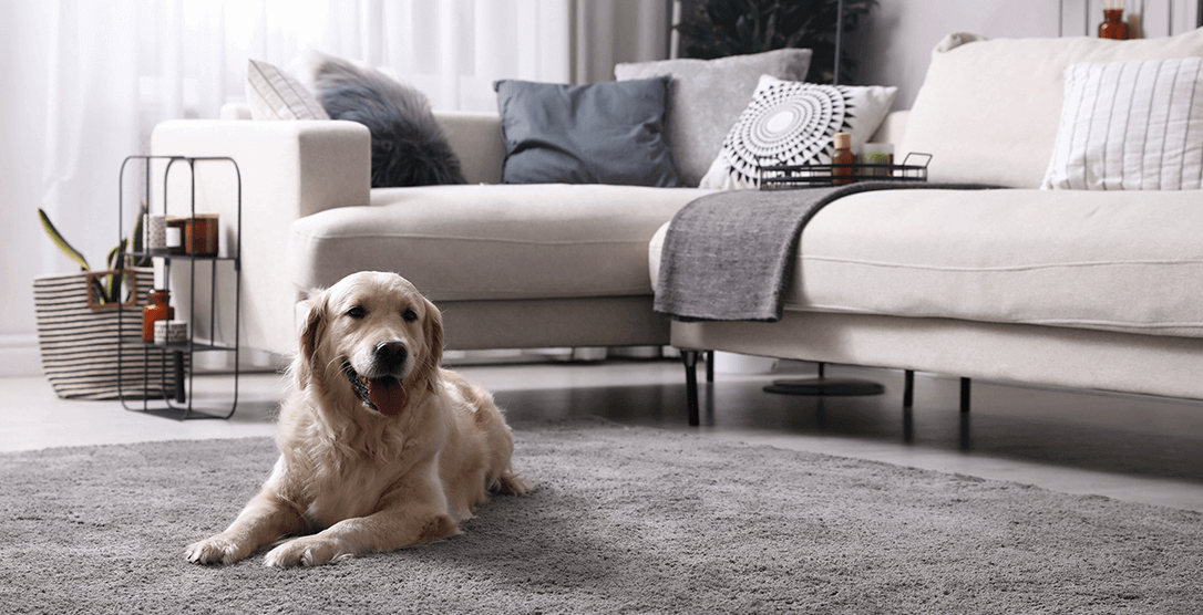The Ultimate Guide to Keeping Pets in Apartments: Do’s and Don’ts for Pet Parents
