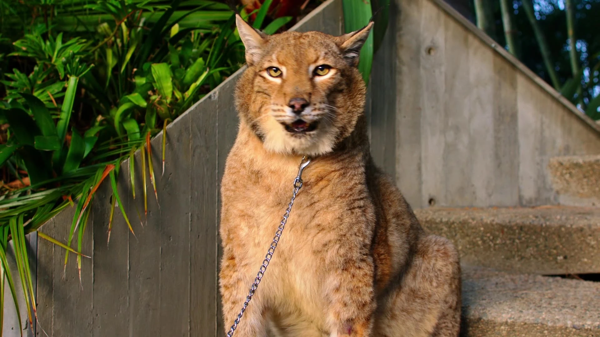 A large spotted cat sitting on concrete steps.