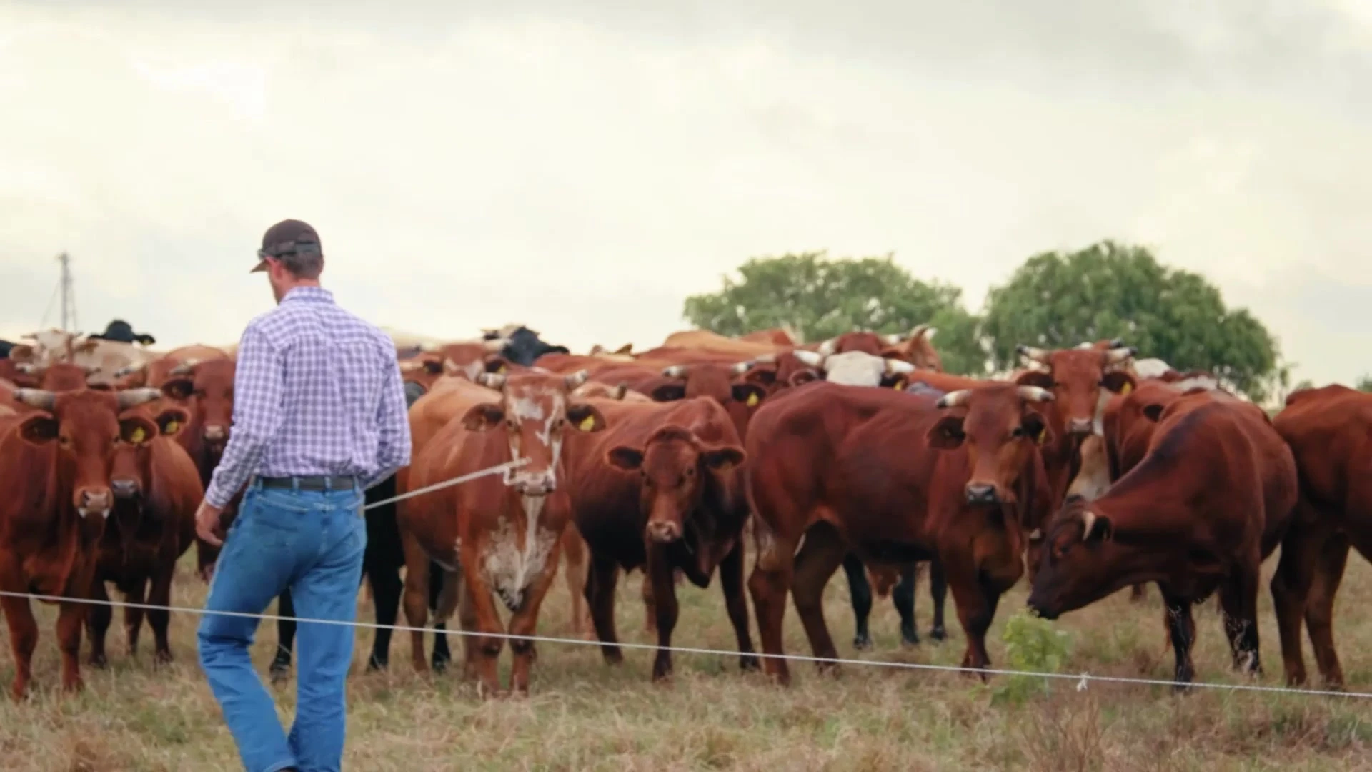 A farmer standing with a herd of cattle.