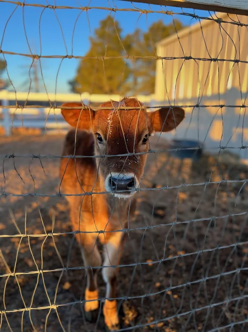 Daffodil, a heifer at Zwack Family Farm in Elizabeth, Colorado