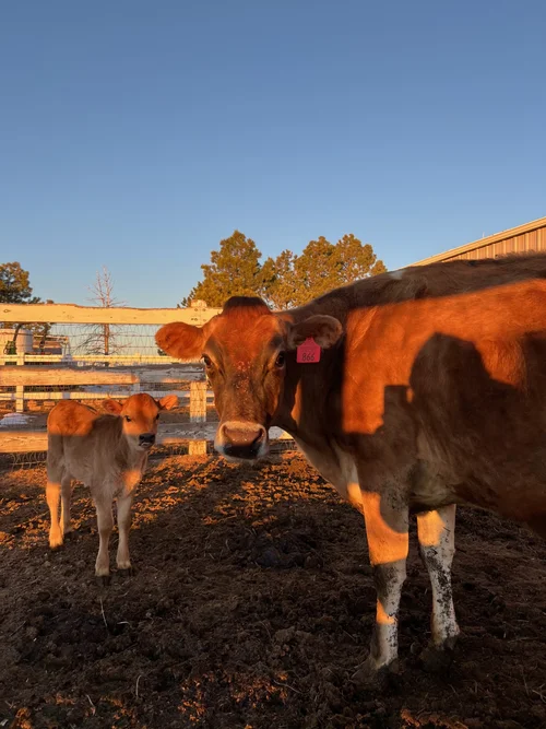 Greta, a dairy cow at Zwack Family Farm in Elizabeth, Colorado