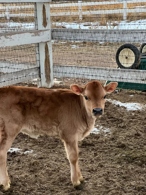 Taffy, a heifer at Zwack Family Farm in Elizabeth, Colorado