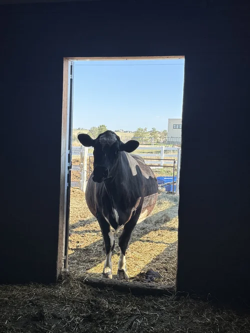 Bessie, a dairy cow at Zwack Family Farm in Elizabeth, Colorado