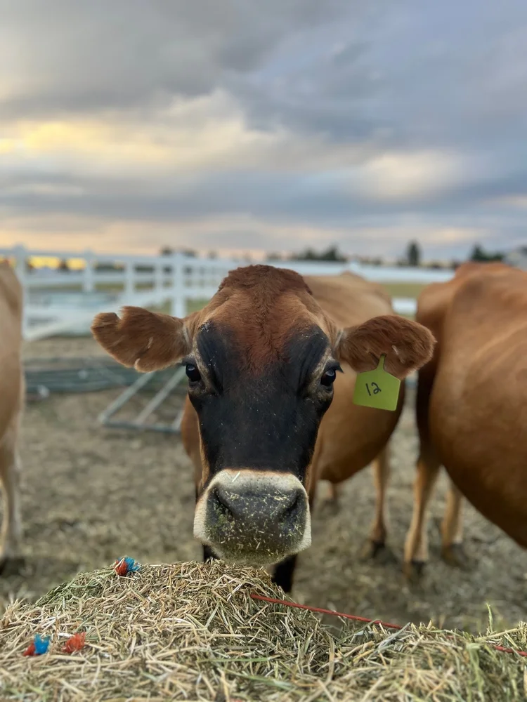 Lucy, a dairy cow at Zwack Family Farm in Elizabeth, Colorado
