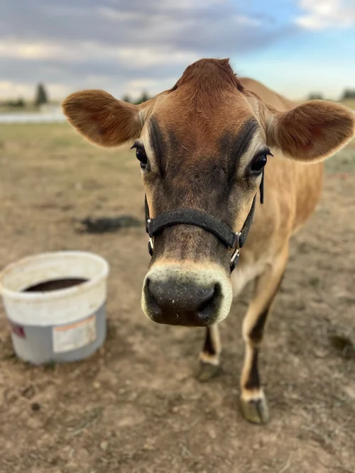 Dandelion, a dairy cow at Zwack Family Farm in Elizabeth, Colorado