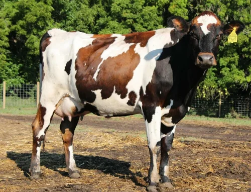 Mosaic, a dairy cow at Zwack Family Farm in Elizabeth, Colorado
