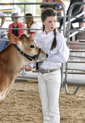 Moonshine, a heifer at Zwack Family Farm in Elizabeth, Colorado