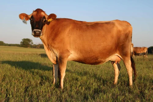 Brownie, a dairy cow at Zwack Family Farm in Elizabeth, Colorado