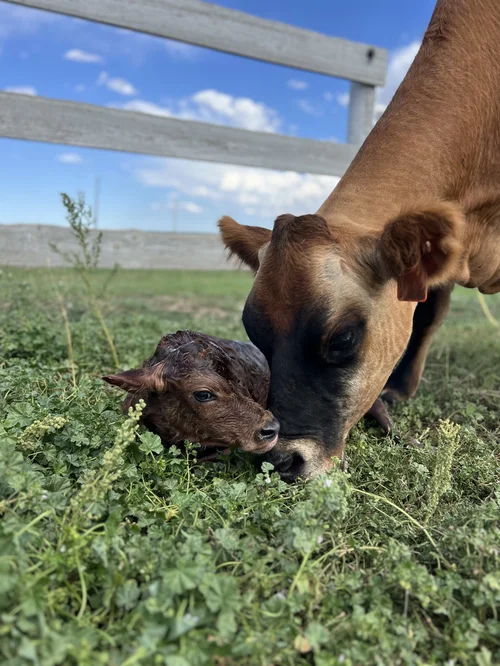 Lollipop, a dairy cow at Zwack Family Farm in Elizabeth, Colorado