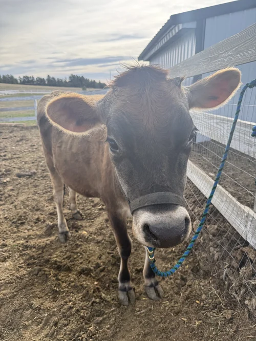 A heifer at Zwack Family Farm in Elizabeth, Colorado