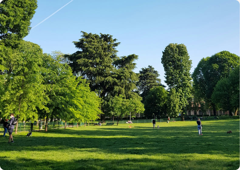 A sunny park with a wide lawn and tall trees
