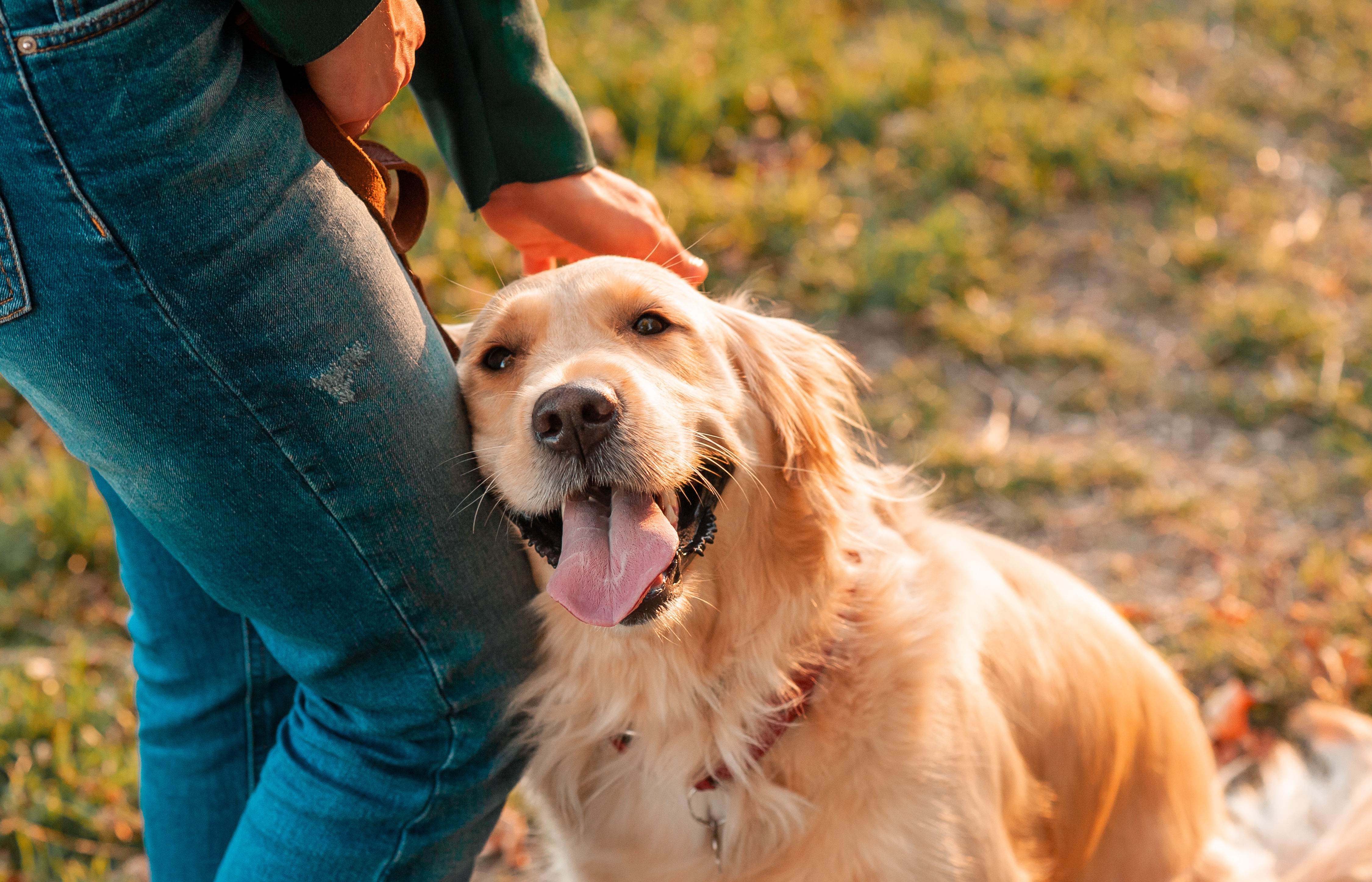 Dog leaning against human stock image