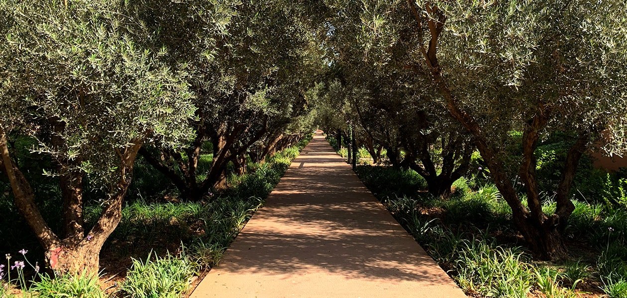 Allée entre les oliviers à l'intérieur du domaine. The Oberoi, Marrakech, Marrakech.