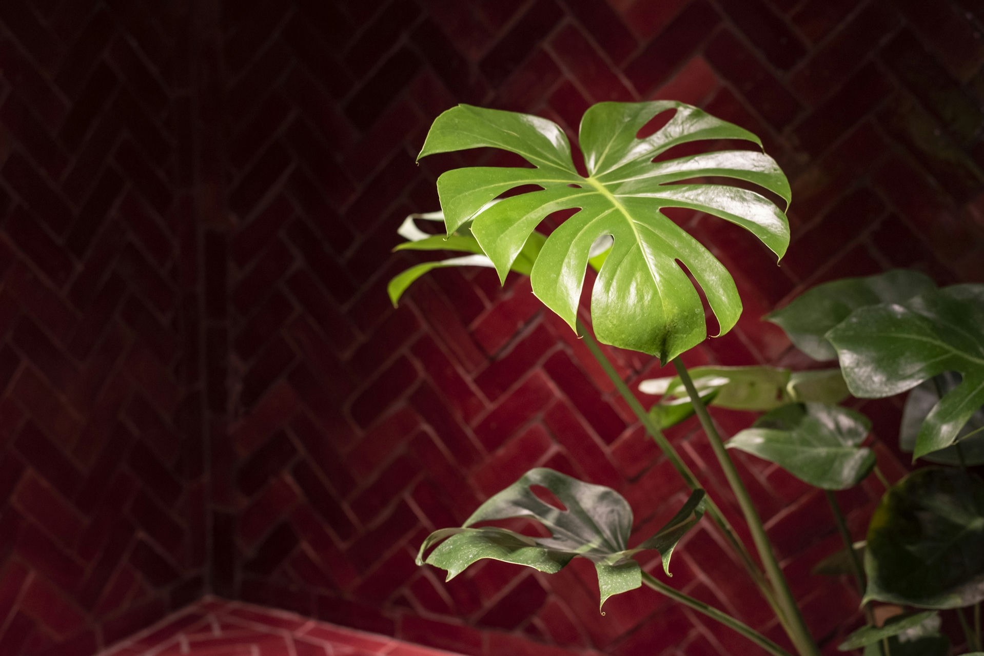 Les plantes et les carreaux, deux matières de la maison.