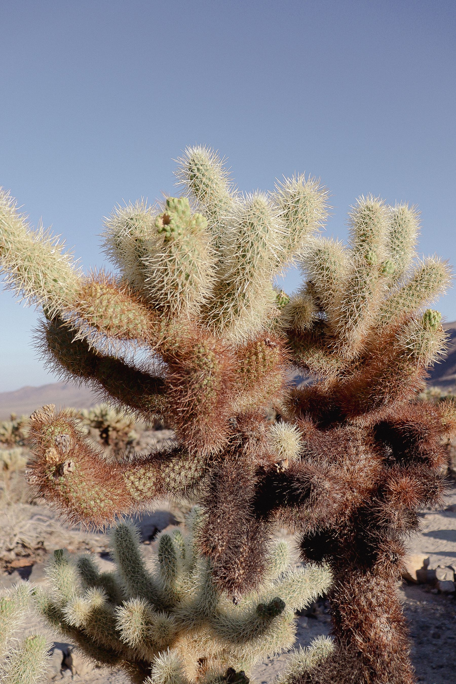 Palm Springs