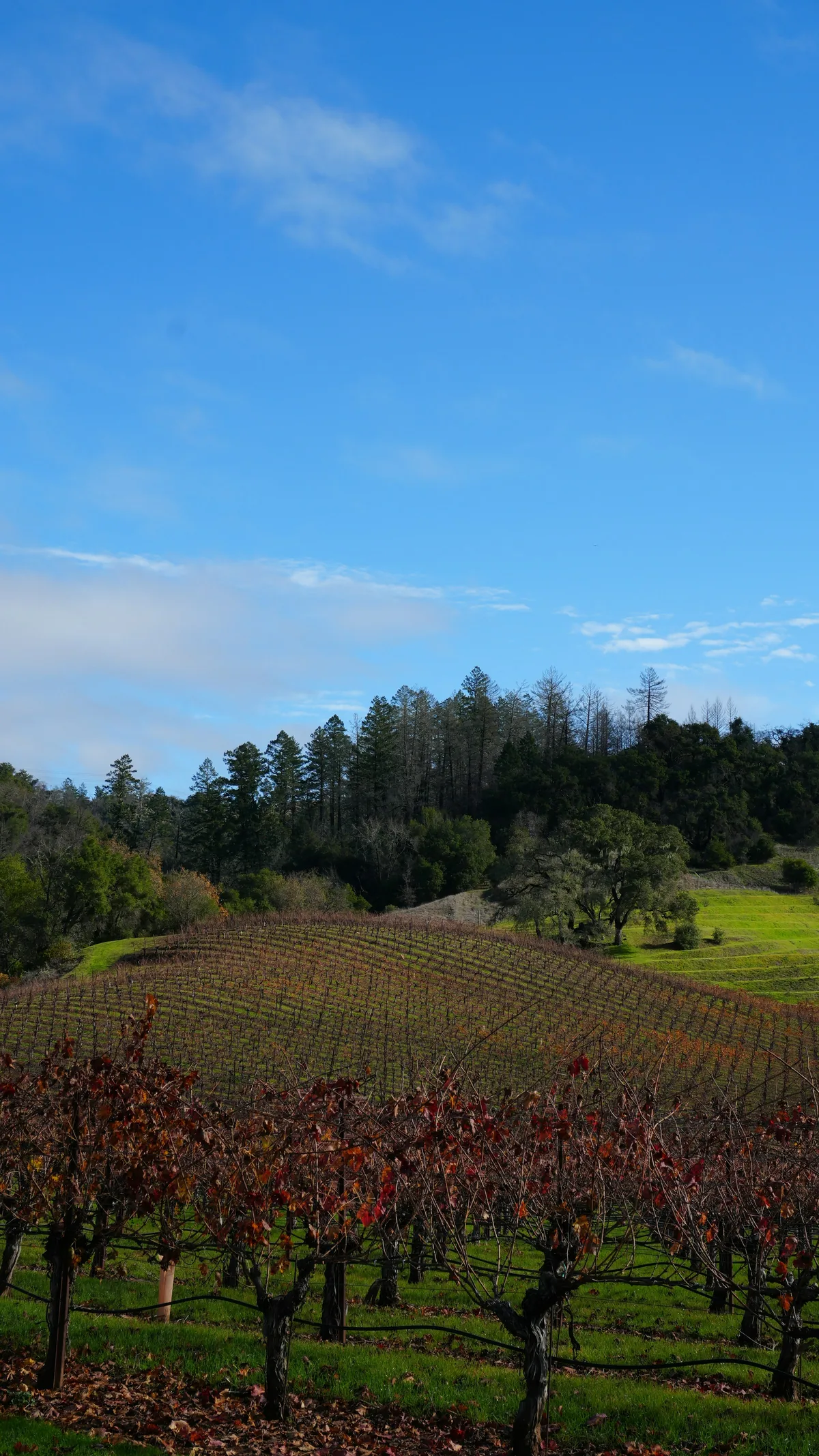 Sonoma