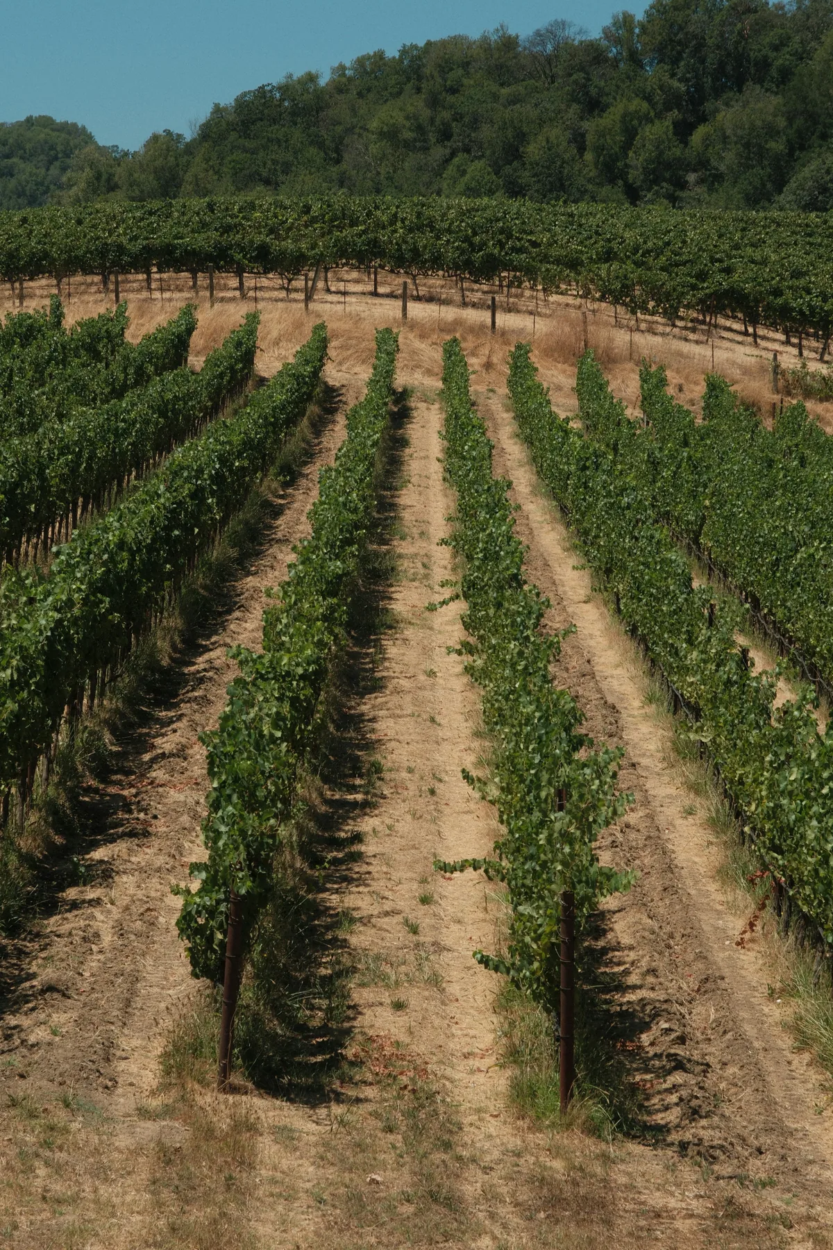 Sonoma