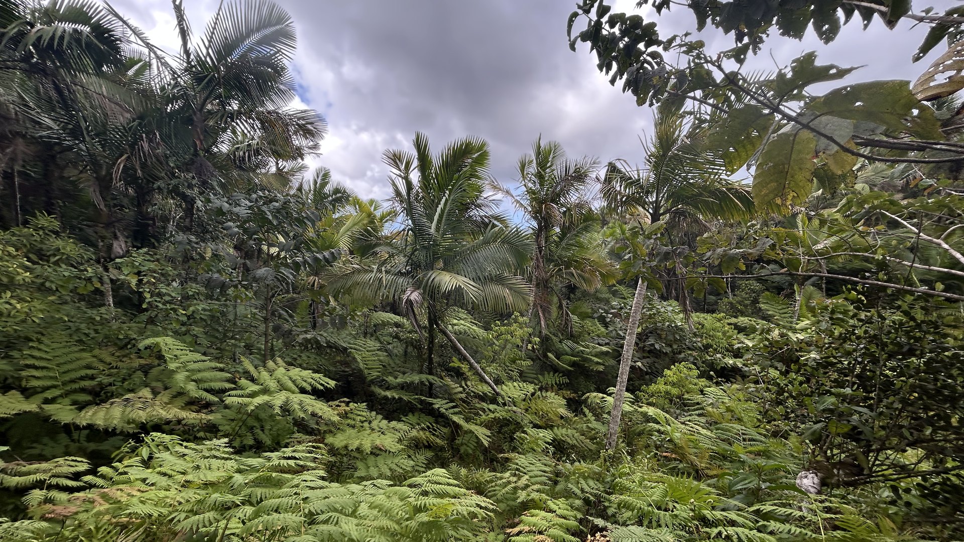 La forêt tropicale d'El Yunque, à quinze kilomètres de Río Grande