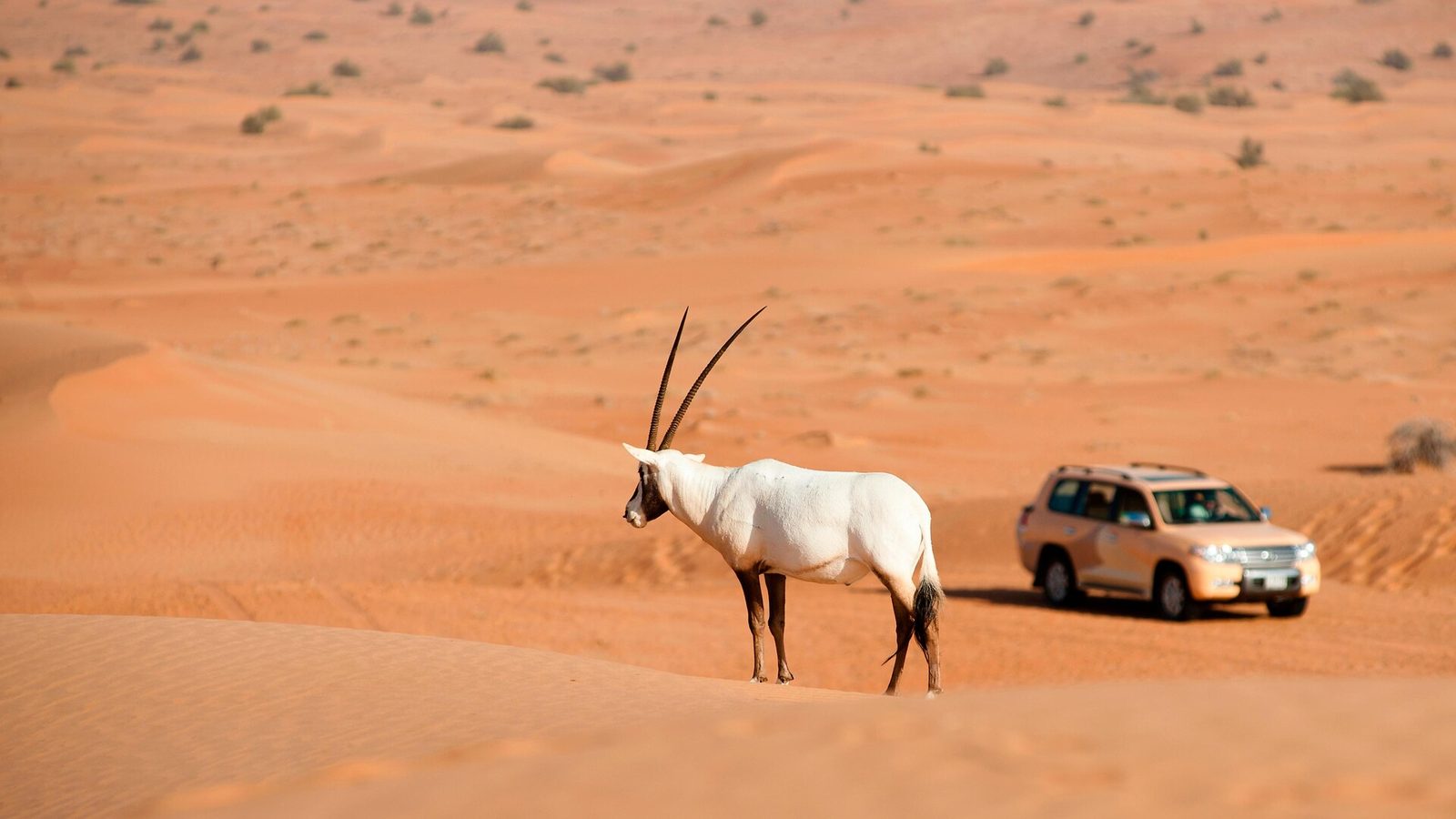Al Maha, a Luxury Collection Desert Resort & Spa, Dubai