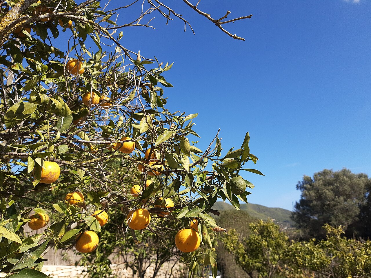 Un oranger dans la campagne de Sant Llorenç de Balàfia, à Ibiza.
