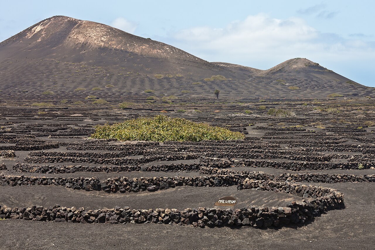 Vignes de La Geria à Lanzarote dans leurs creux de terre volcanique.