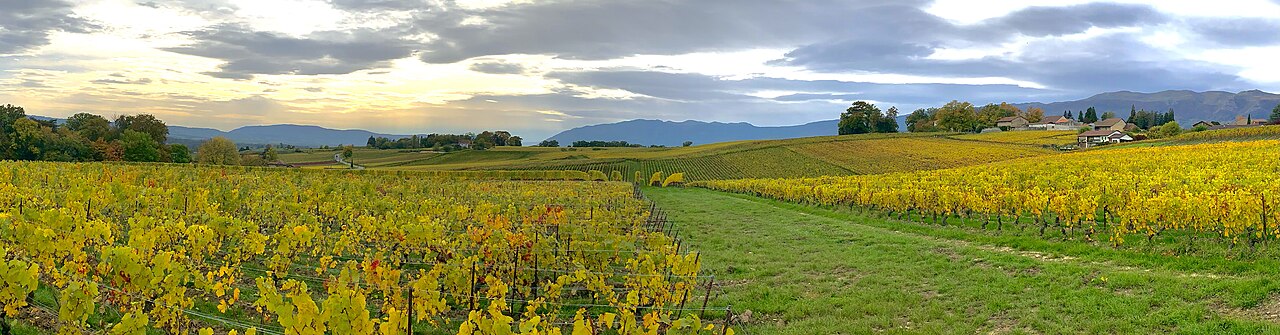 Les vignobles de la commune de Satigny.