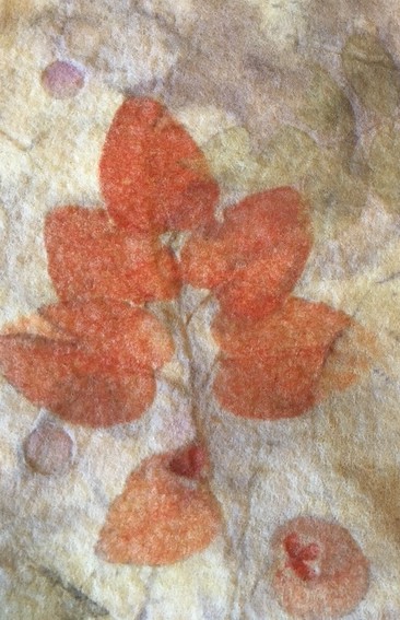 Eucalyptus print on wool