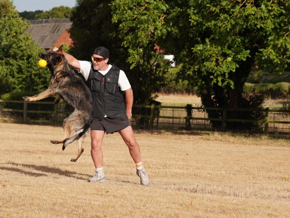 German Shepherd leaping to catch a ball on the paddock