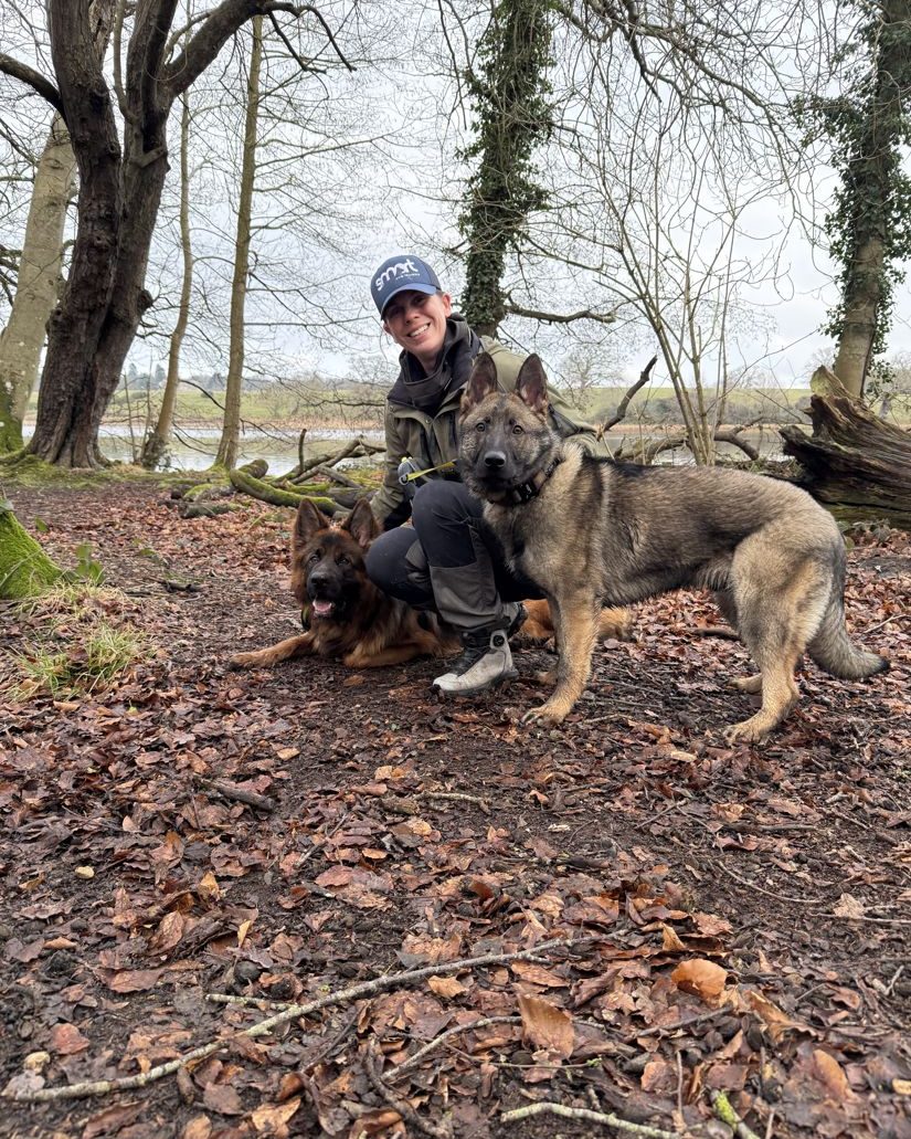 Two German Shepherds settled together in woodland