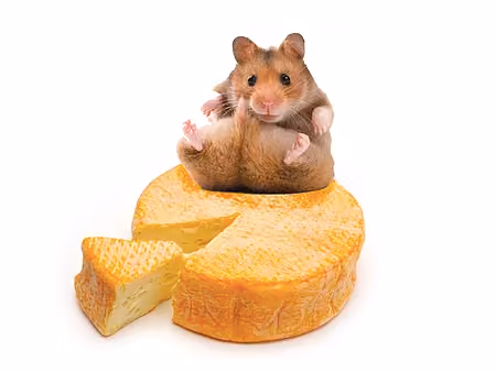 Illustration humoristique sur le fromage au lait de femme