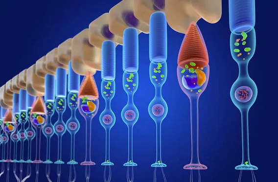 Rod-Cone Dystrophy