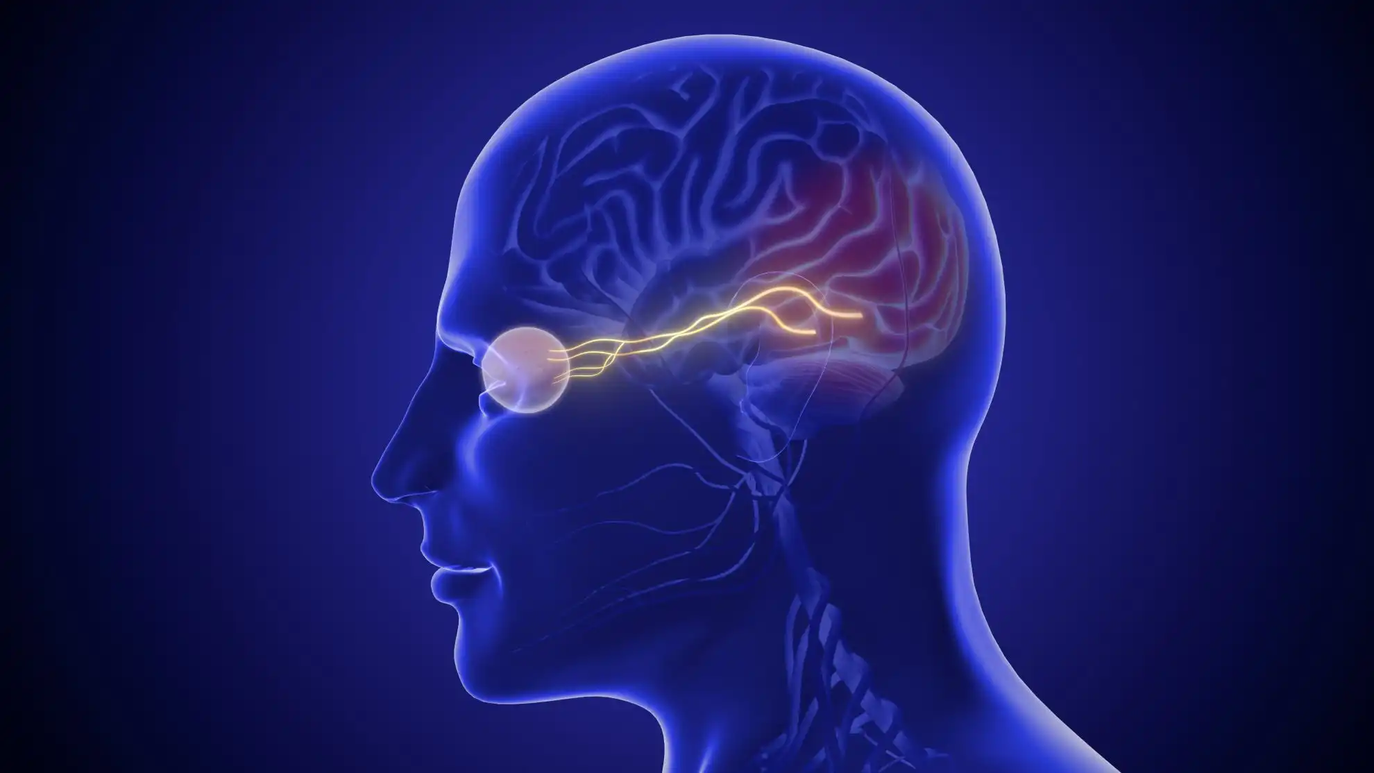 From Light to Sight: How the Eye and Brain Build Vision