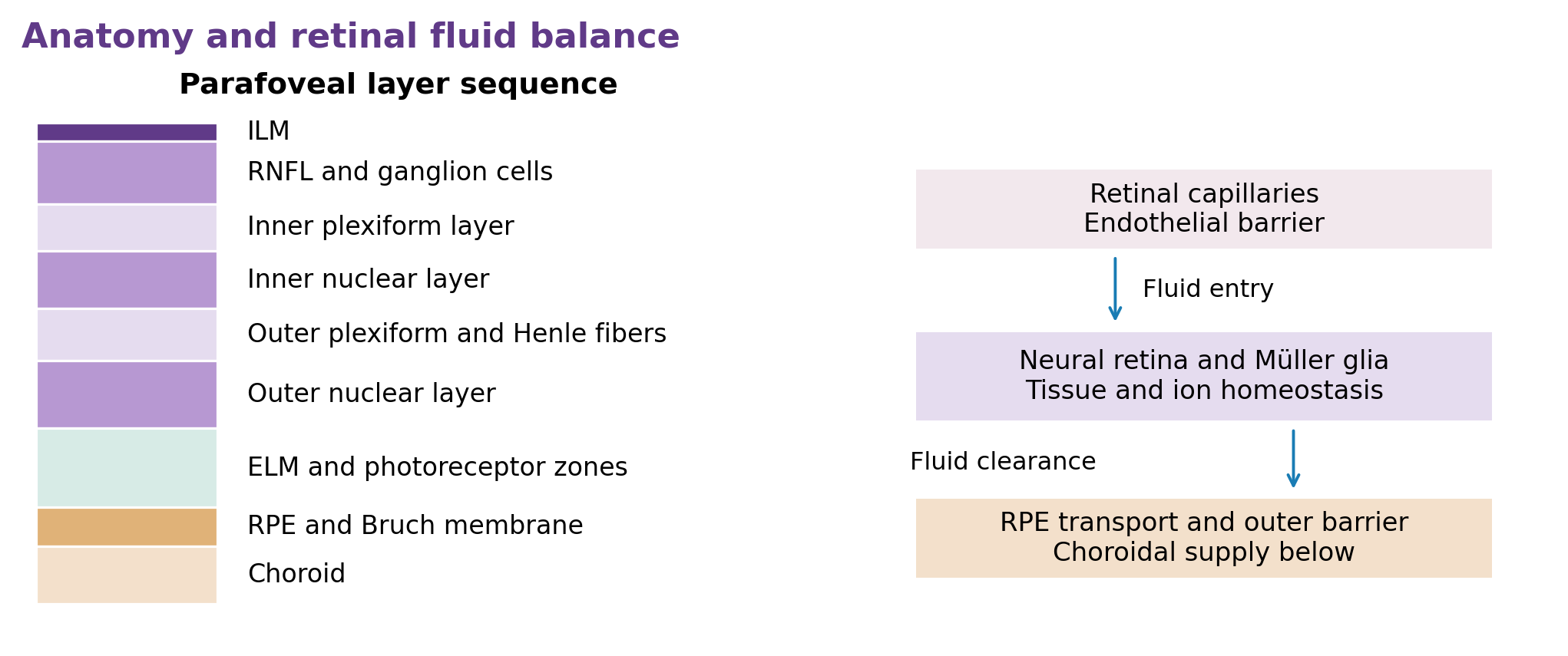 Labeled retinal layer stack beside a diagram of endothelial barrier, neural retina, Müller glia, and RPE fluid clearance.