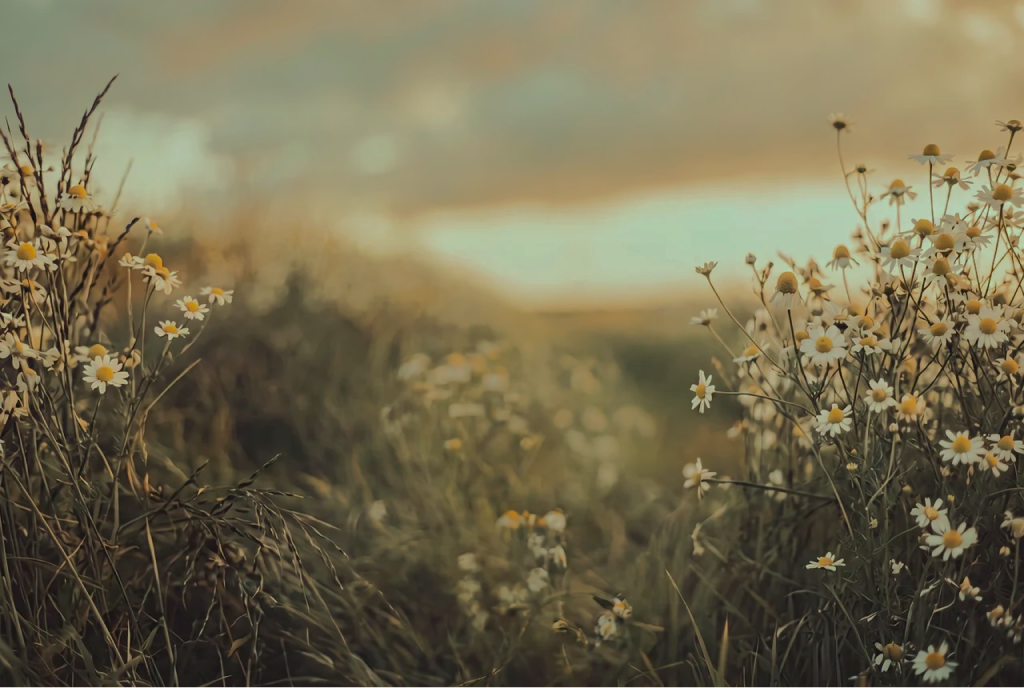 Field of daisies at dusk