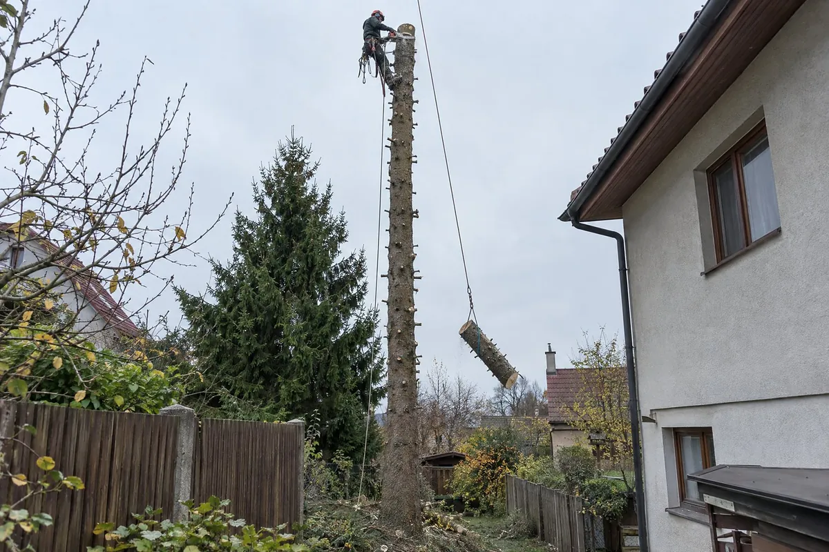 Rizikové kácení