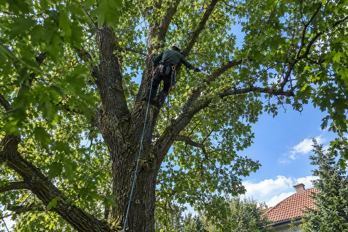 Profesionální řez stromů