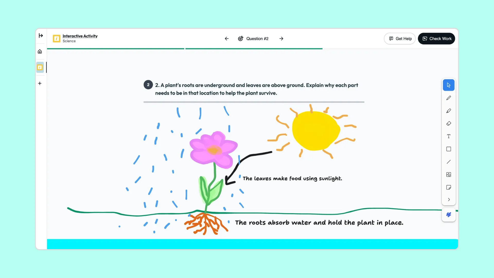 Diagram: How Plant Parts Help a Plant Survive