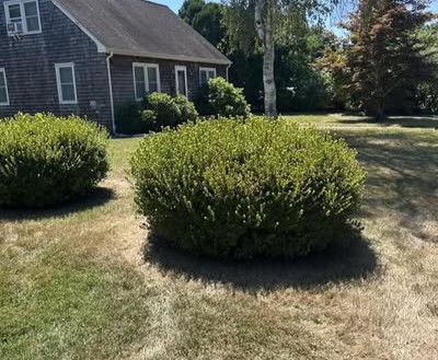 Unkempt residential bushes and overgrown shrubs prior to hedge trimming services in Westerly.