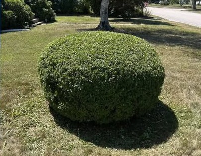 Neatly hand-trimmed shrubs and clean residential foundation plantings in Westerly, Rhode Island.