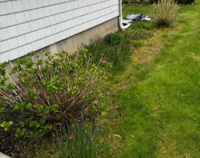 Overgrown garden bed with faded mulch and weeds before professional mulching in Westerly, RI.