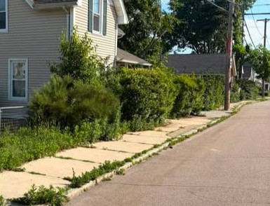 Severely overgrown trees and heavy brush line blocking a yard in coastal Rhode Island.