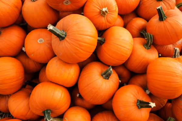  – Sissons' Pumpkin Patch