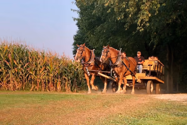 Horse-Drawn Wagon Ride – Sissons' Pumpkin Patch
