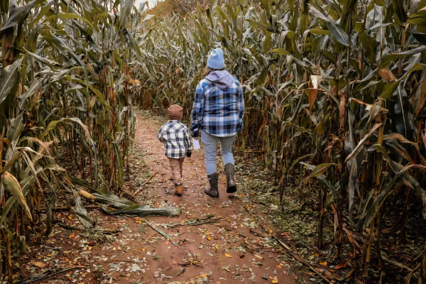 corn maze