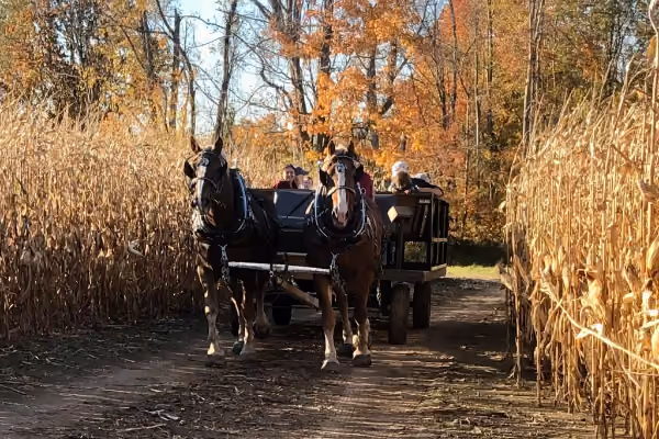 horse wagon